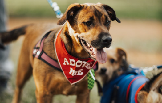 Dia de adoção de cães em Teresópolis