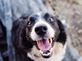 Castração gratuita de pets em Xerém