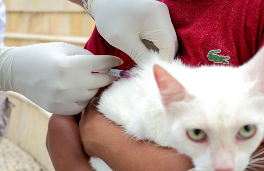 Vacinação antirrábica em Angra na segunda