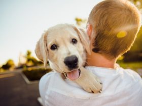 Adoção de animais no sábado em Teresópolis