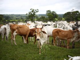 Vacinação contra febre aftosa em Itaboraí