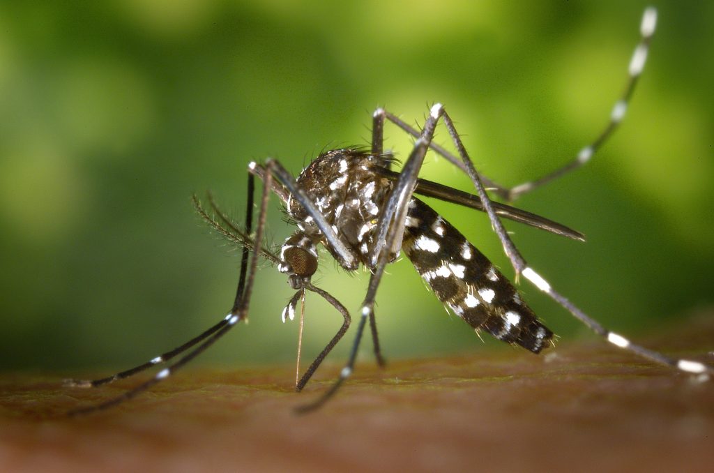 Dengue: Doze cidades do Rio terão vacinação