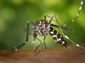 Rio de Janeiro registra queda de 92% nos casos de dengue