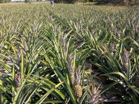 Frutificar fornece linha de crédito para produtores de abacaxi