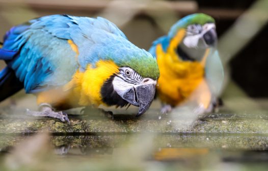 Operação contra crime ambiental resgata aves