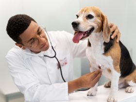 Semana Estadual de Atenção à Saúde Canina é sancionada