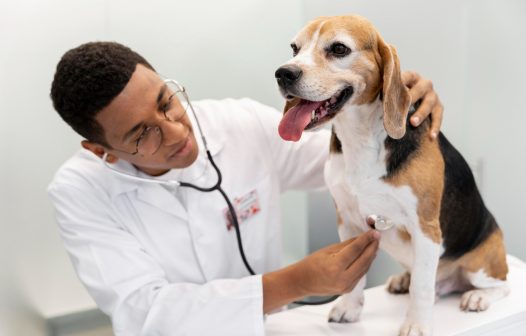 Semana Estadual de Atenção à Saúde Canina é sancionada