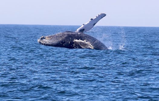 Aberta a temporada de observação de baleias em Niterói