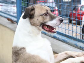 Adoção de cães neste sábado em Nova Friburgo