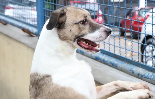 Adoção de cães neste sábado em Nova Friburgo