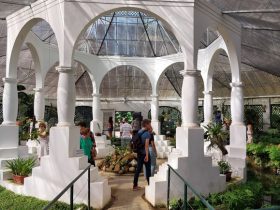 Orquídeas de Inverno mostram sua beleza no Jardim Botânico