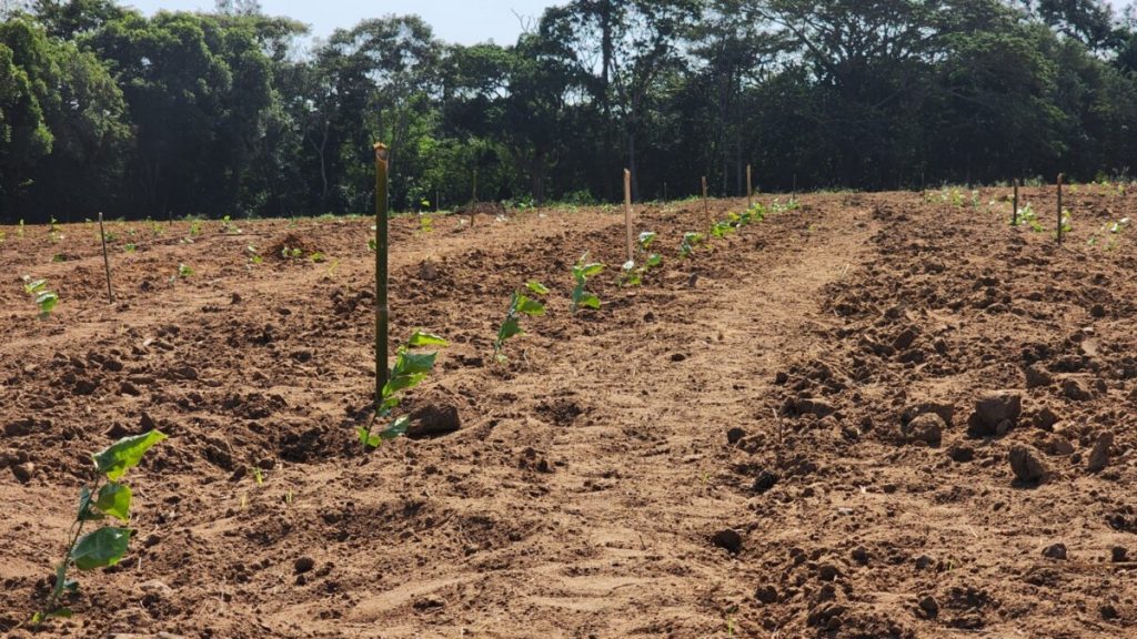 Maracujá em Quissamã: Cidade inicia plantio em horto municipal