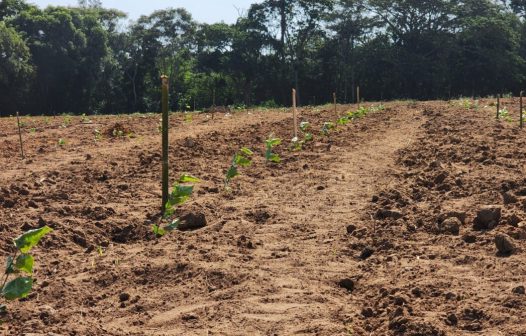 Maracujá em Quissamã: Cidade inicia plantio em horto municipal