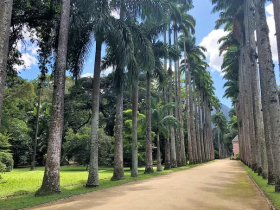 Trilha das palmeiras é destaque em agosto no Jardim Botânico