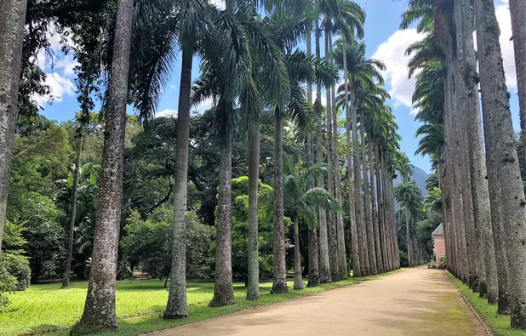 Trilha das palmeiras é destaque em agosto no Jardim Botânico