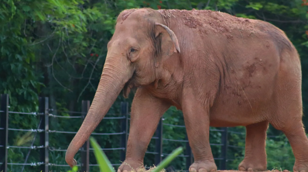 BioParque celebra Dia Mundial do Elefante neste sábado