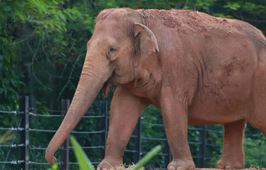 BioParque celebra Dia Mundial do Elefante neste sábado