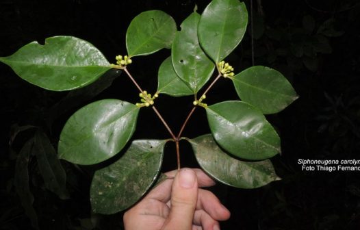 Pesquisadores descobrem espécie rara de árvore em Maricá