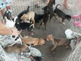 Feira de adoção de animais resgatados em Mangaratiba