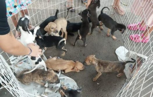 Feira de adoção de animais resgatados em Mangaratiba