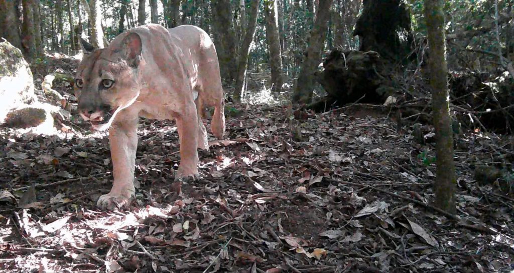 Onça-parda é registrada em trilha de parque estadual