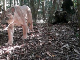 Onça-parda é registrada em trilha de parque estadual