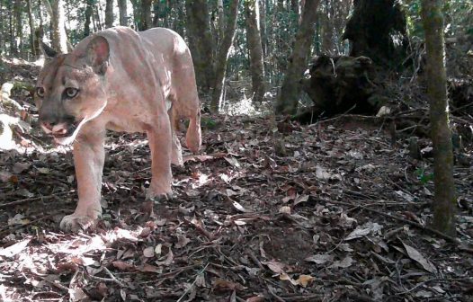 Onça-parda é registrada em trilha de parque estadual