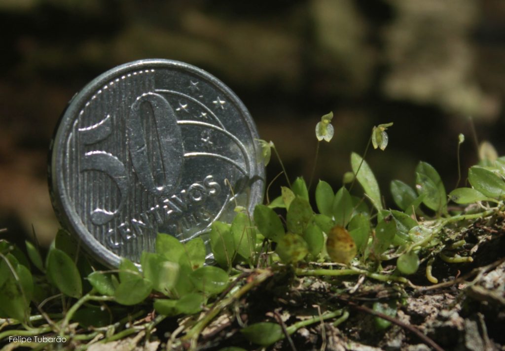 Micro orquídeas surgem em unidade de conservação de Petrópolis