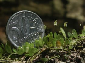 Micro orquídeas surgem em unidade de conservação de Petrópolis