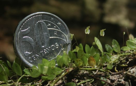 Micro orquídeas surgem em unidade de conservação de Petrópolis