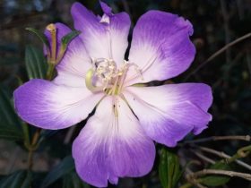 Flor que muda de cor é atrativo de Parque Estadual em Resende