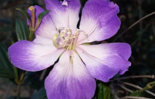 Flor que muda de cor é atrativo de Parque Estadual em Resende