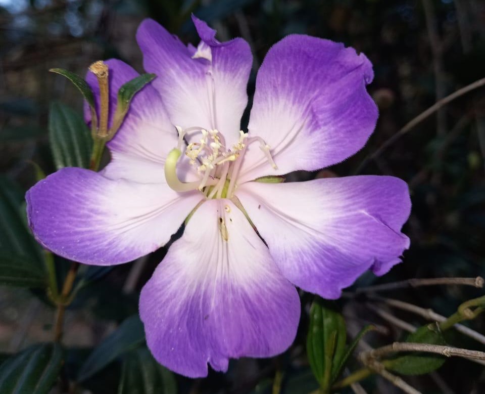 Flor que muda de cor é atrativo de Parque Estadual em Resende