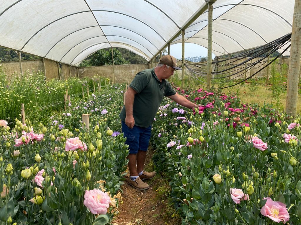 Primavera tem destaque na produção de flores de corte