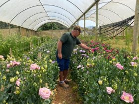 Primavera tem destaque na produção de flores de corte