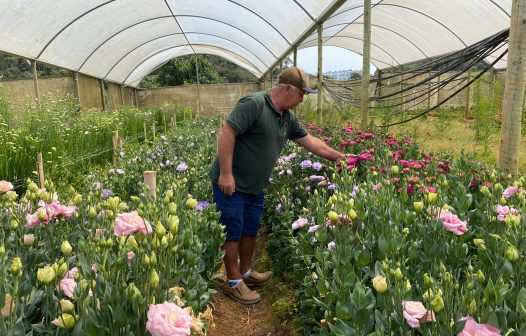 Primavera tem destaque na produção de flores de corte