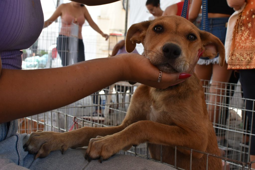 Campanha de adoção da Prefeitura de Maricá encontra lar para 10 animais