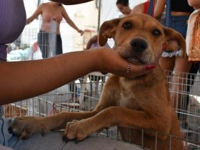 Campanha de adoção da Prefeitura de Maricá encontra lar para 10 animais