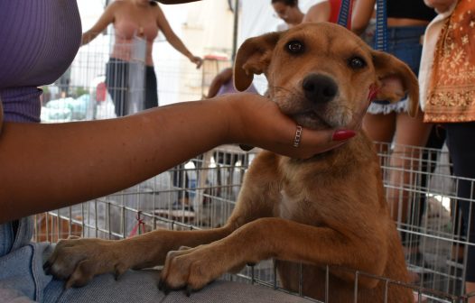 Campanha de adoção da Prefeitura de Maricá encontra lar para 10 animais