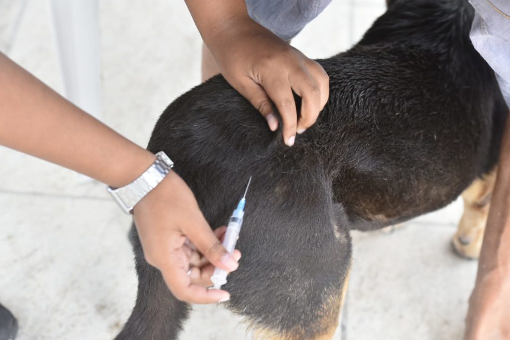 Campanha de Vacinação Antirrábica em Maricá imuniza 13 mil animais