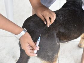 Campanha de Vacinação Antirrábica em Maricá imuniza 13 mil animais