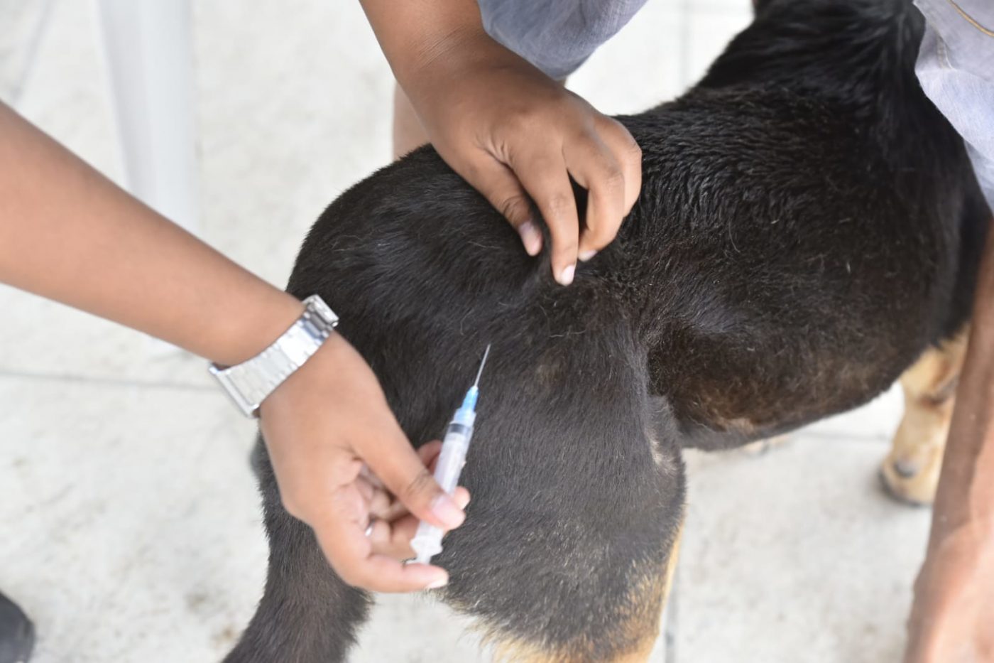 Campanha de Vacinação Antirrábica em Maricá imuniza 13 mil animais