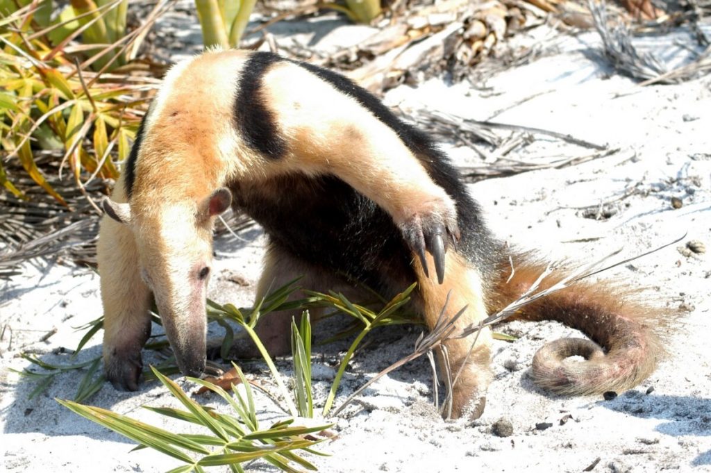 Quissamã: população pode ajudar no monitoramento da fauna