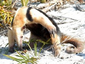 Quissamã: população pode ajudar no monitoramento da fauna