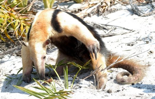 Quissamã: população pode ajudar no monitoramento da fauna