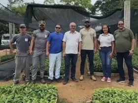 IFF produz 160 mil mudas de café para doação