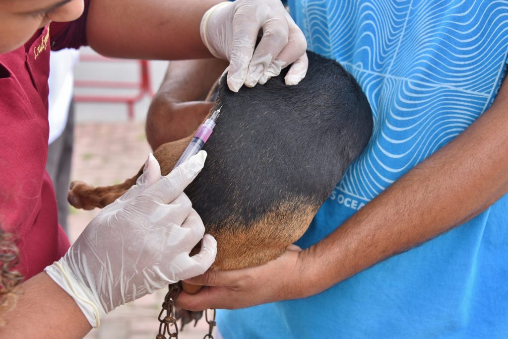 Campanha de vacinação antirrábica animal começa em Maricá