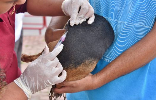 Campanha de vacinação antirrábica animal começa em Maricá