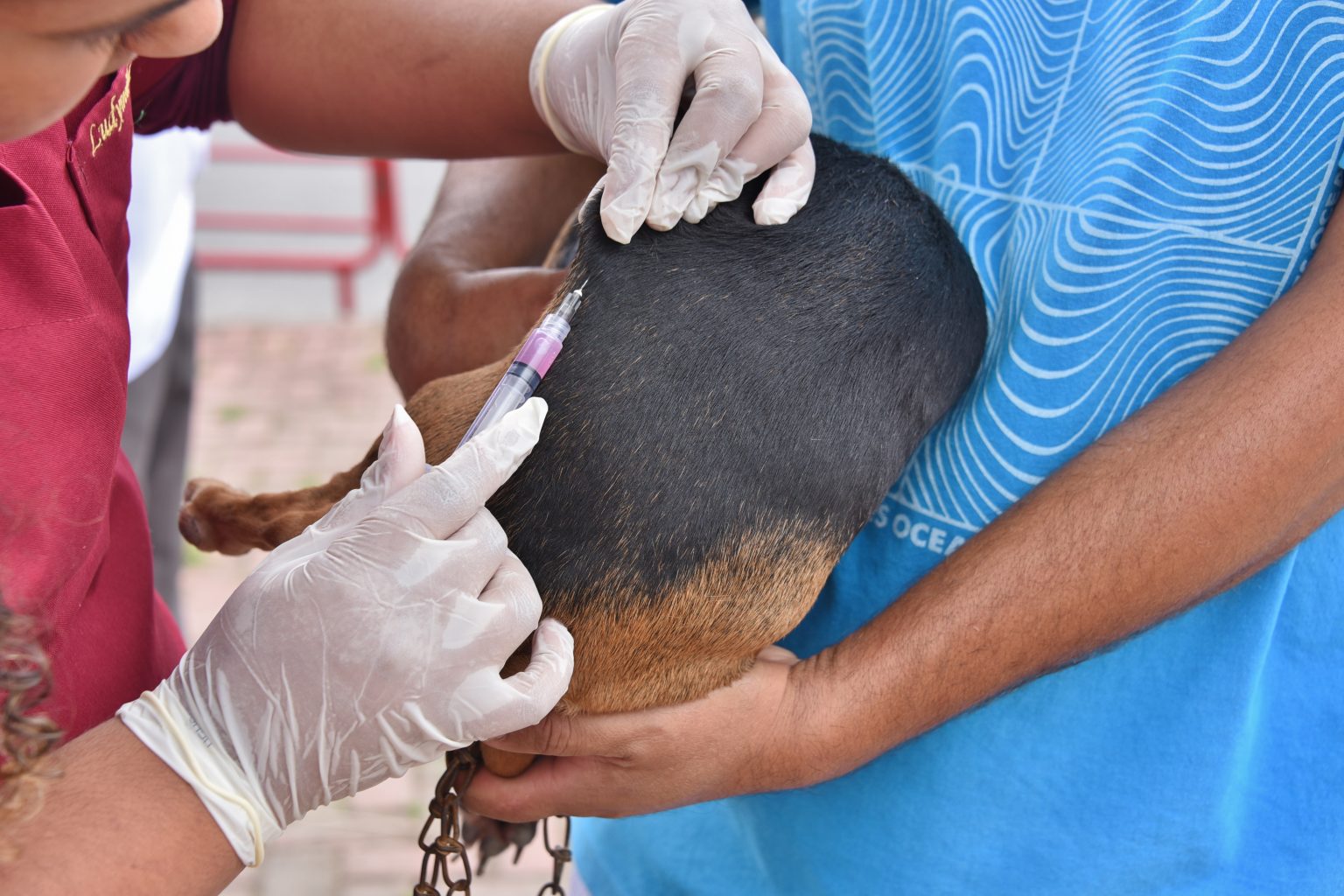 Campanha de vacinação antirrábica animal começa em Maricá