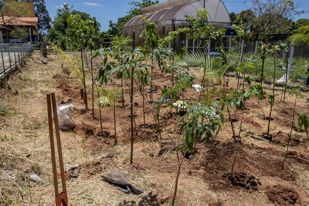 Macaé promove projeto de Miniflorestas Urbanas